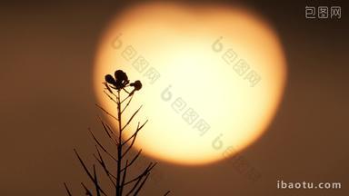 逆光日落太阳植物花朵剪影实拍空镜